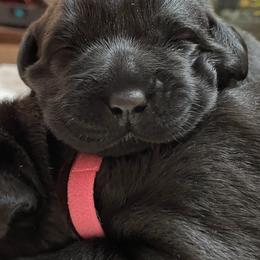 Labrador Retriever Puppies from Walker Hill Labradors