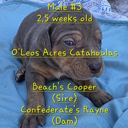 MALE - 3 - Yellow merle male Catahoula Leopard Dog puppy in Perry, Florida from O'Leos' Acres Catahoulas