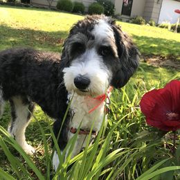 Willow - Sheepadoodle