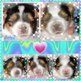 Yorkshire Terrier Puppies from Schultz Yorkies