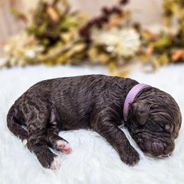 Indigo - Phantom female Poodle puppy in Gaylord, Michigan from Dog Mom Co. Poodles
