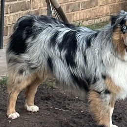 Cas - Australian Shepherd