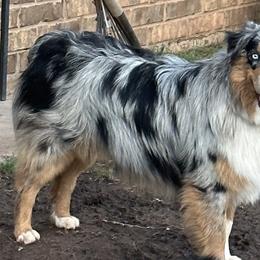 Cas - Australian Shepherd