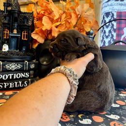 Pumpkin - Liver male German Shepherd puppy in Watervliet, Michigan from M&M Shepherd Farms