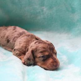 Cooper 3500 - Dapple male Dachshund puppy in Coldwater, Mississippi from Mississippi Shorties Miniature Dachshunds
