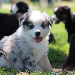 Fuzzball - Blue merle male Australian Shepherd puppy in Nicholasville, Indiana from Sugar Creek Aussies