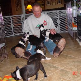 Boston Terrier Puppies from Achates Bostons
