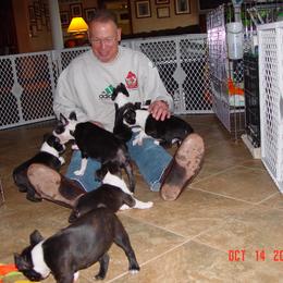 Boston Terrier Puppies from Achates Bostons