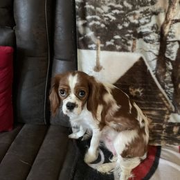 Rose - Cavalier King Charles Spaniel