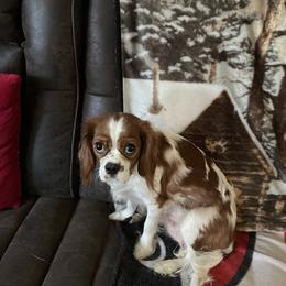 Rose - Cavalier King Charles Spaniel
