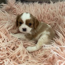 Winston - Blenheim male Cavalier King Charles Spaniel puppy in Orrville, Ohio from Heart of a Cavalier