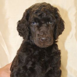 Boy 1 - Brown Poodle puppy in Missouri from 7P Services