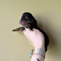 Shenzi - Black tan and white female Basset Hound puppy in Leroy, Michigan from Iron Sentry Farms
