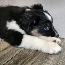 Orange (collar color) you name him - Black tri male Miniature American Shepherd puppy in Centralia, Washington from Blackjack Mini Aussies