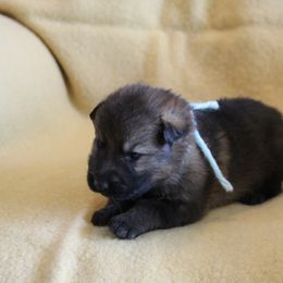 Mint boy - Sable male German Shepherd puppy in Lake George, Colorado from High Country German Shepherds