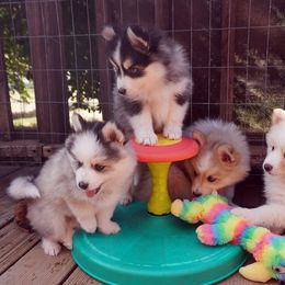 Pomsky Puppies from Acacia Pomskies