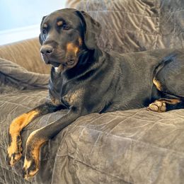 Presley - Labrador Retriever