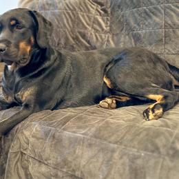 Presley - Labrador Retriever