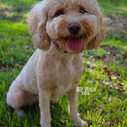 Ginny - Goldendoodle