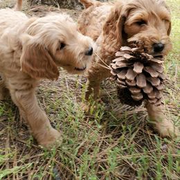 Goldendoodle Puppies from Sundial Goldendoodles