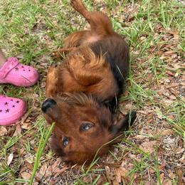 Henry - Dachshund