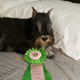 Miniature Schnauzer Puppies from Starbound Miniture Schnauzer's