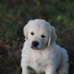 Mr. Red - Light golden male Golden Retriever puppy in Morrill, Kansas from Grimm Girls Farm