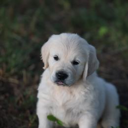 Mr. Red - Light golden male Golden Retriever puppy in Morrill, Kansas from Grimm Girls Farm