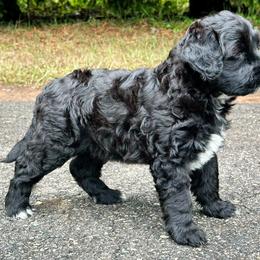 Portuguese Water Dog Puppies from Top Notch Portuguese Water Dogs