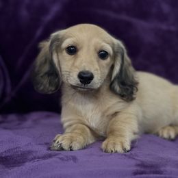 AKC Boy 1 - Cream male Dachshund puppy in Bartlesville, Oklahoma from OkieDokieDox