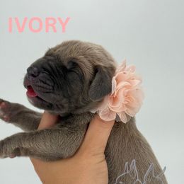 Ivory - Fawn female Great Dane puppy in Michigan from Ohana Great Danes of Michigan