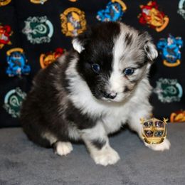 Ember - female Miniature Australian Shepherd puppy in El Dorado Springs, Missouri from HP Aussie Kennels