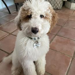 Goldendoodles from Aloha Maui Goldendoodles