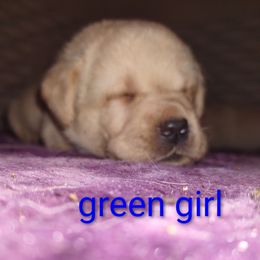 Green collar girl - Yellow female Labrador Retriever puppy in Nacogdoches, Texas from Westlane Dogs