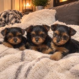 Girl 1 - Black and tan female Yorkshire Terrier puppy in Salem, Oregon from PNW Dynasty Poms