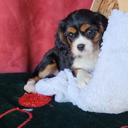 Cavalier King Charles Spaniel Puppies from Wasteland Cavaliers