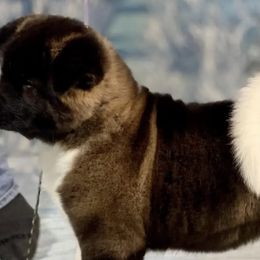 Akita from Rakkasan Akitas