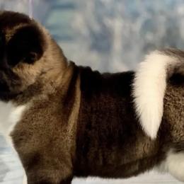 Akita from Rakkasan Akitas