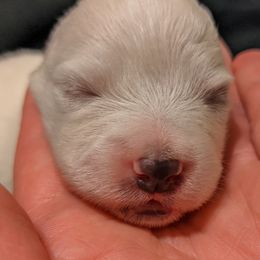 American Eskimo Dog and Border Collie Puppies from Guidingstars American Eskimos and Mondenkind Border Collies