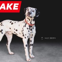 Drake - Dalmatian