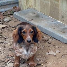 Dachshund puppies from Short and Sassy Doxies