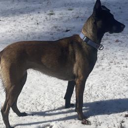 Belgian Malinois and xDutch Shepherds from Alliance K9