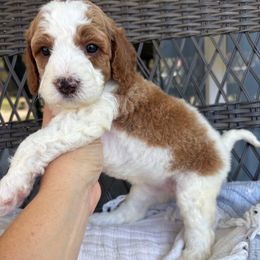 Maple - Parti female Goldendoodle puppy in Brooksville, Florida from Abby’s Standard Goldendoodles