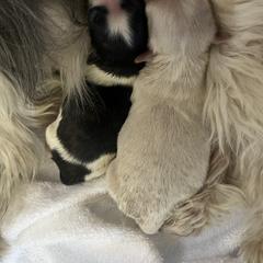 Mi-Ki Puppies from Phantastic Mi-kis