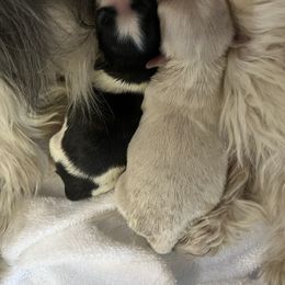 Mi-Ki Puppies from Phantastic Mi-kis