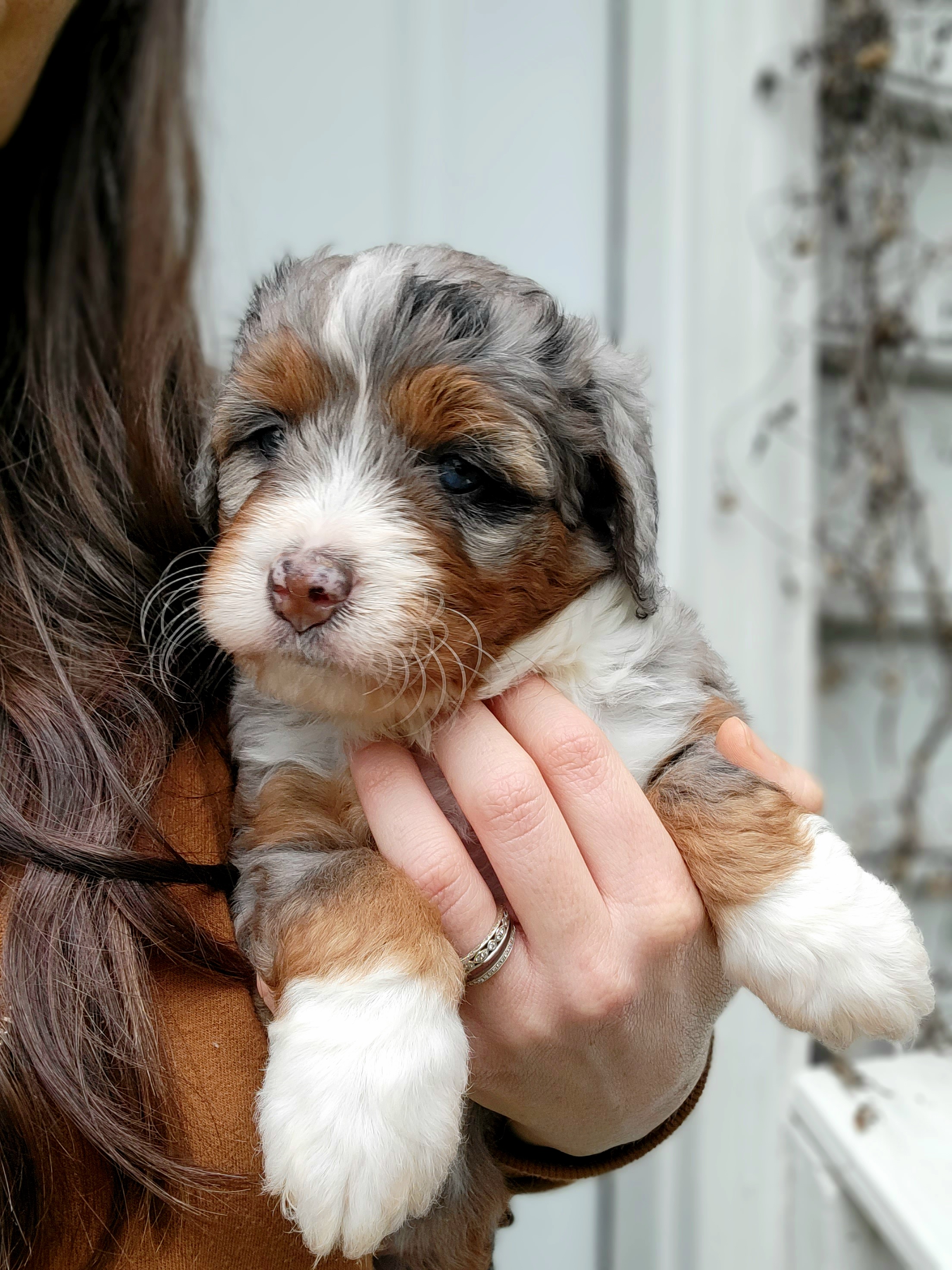Bernedoodles from Ever After Doodles