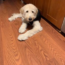 Goldendoodle Puppies from Toneytails Doodles