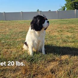 Juliet - Cavalier King Charles Spaniel