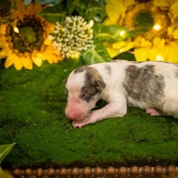 Silken Windhound Puppies from Silken Agents of CSBeck