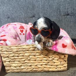 Buckwheat - Piebald male Dachshund puppy in Crossville, Tennessee from Golden Critter Farm